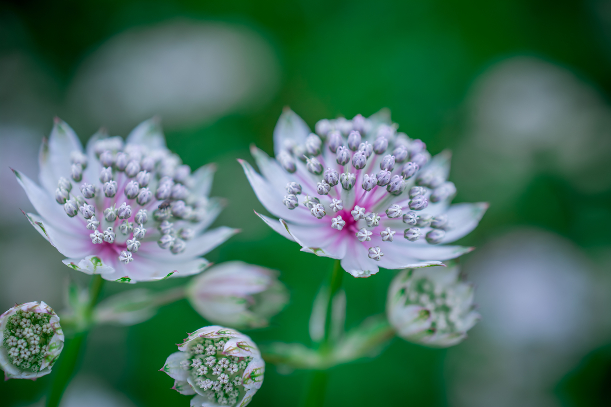 White astrantia blooming