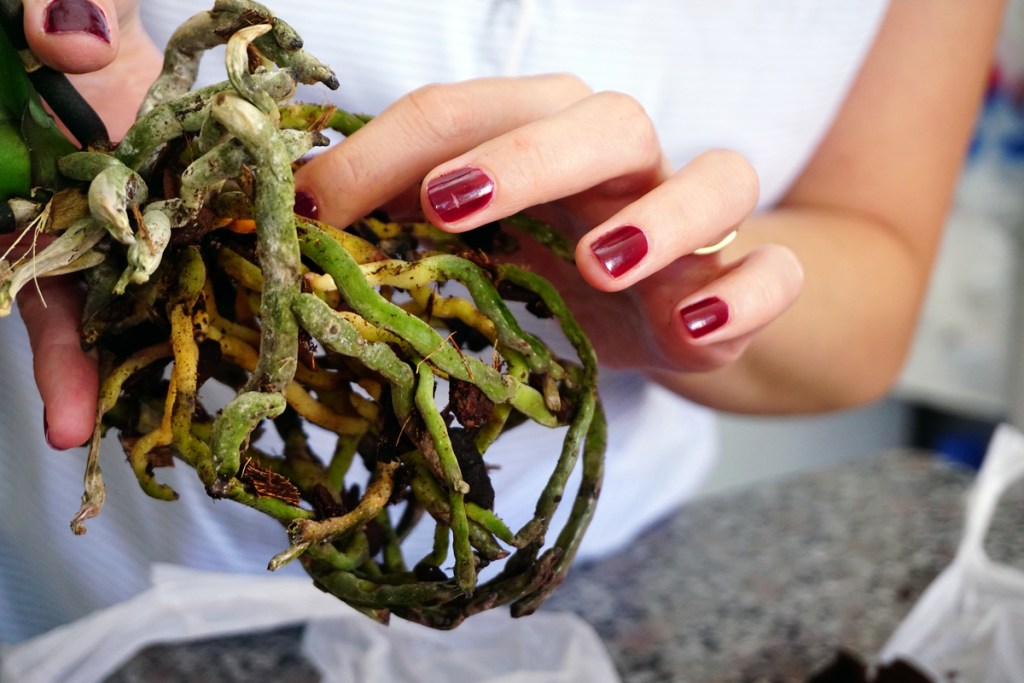 Woman holding orchid roots