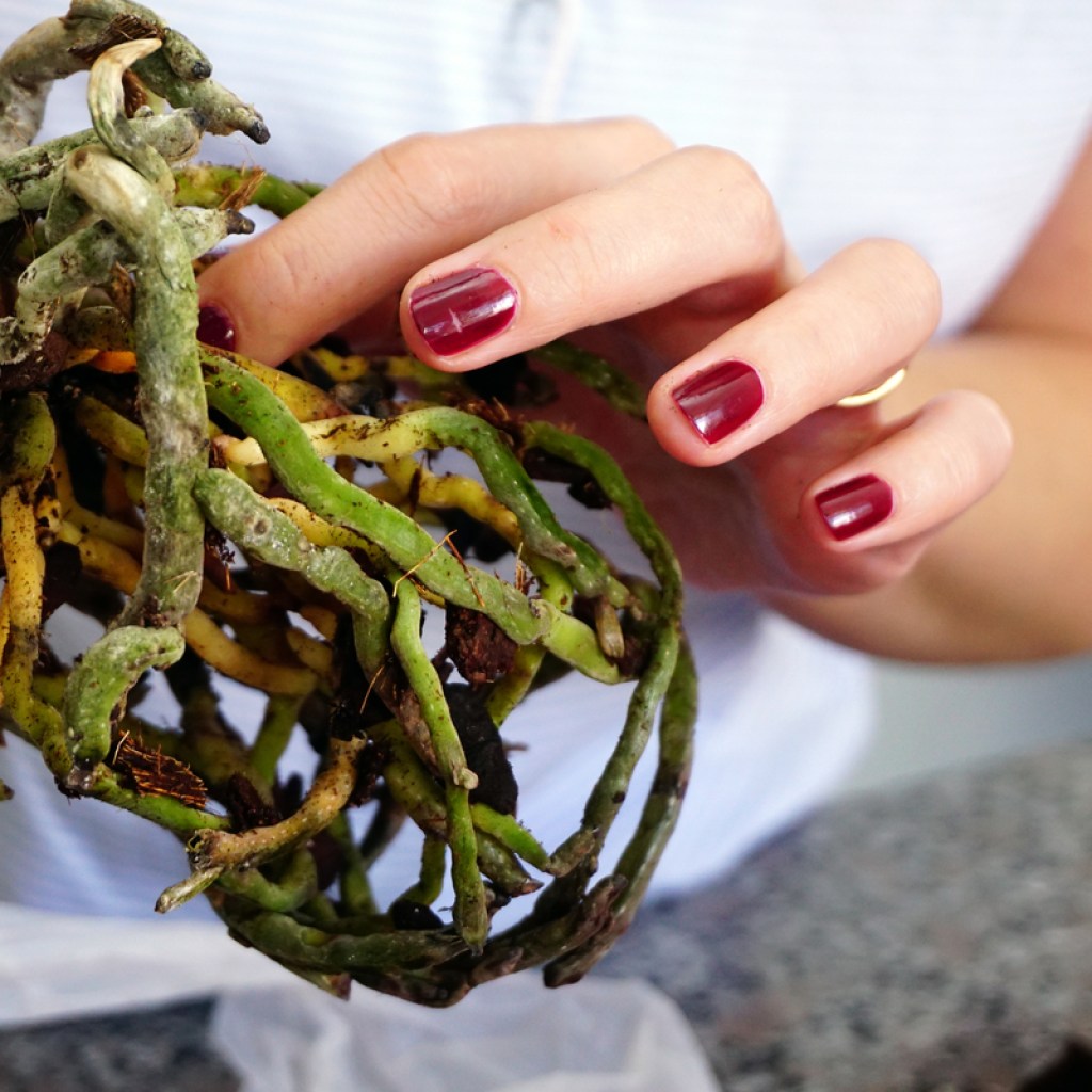 Woman holding orchid roots