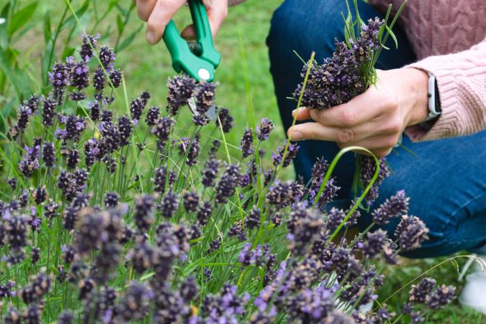 Woman kneeling cutting lavender with small clippers