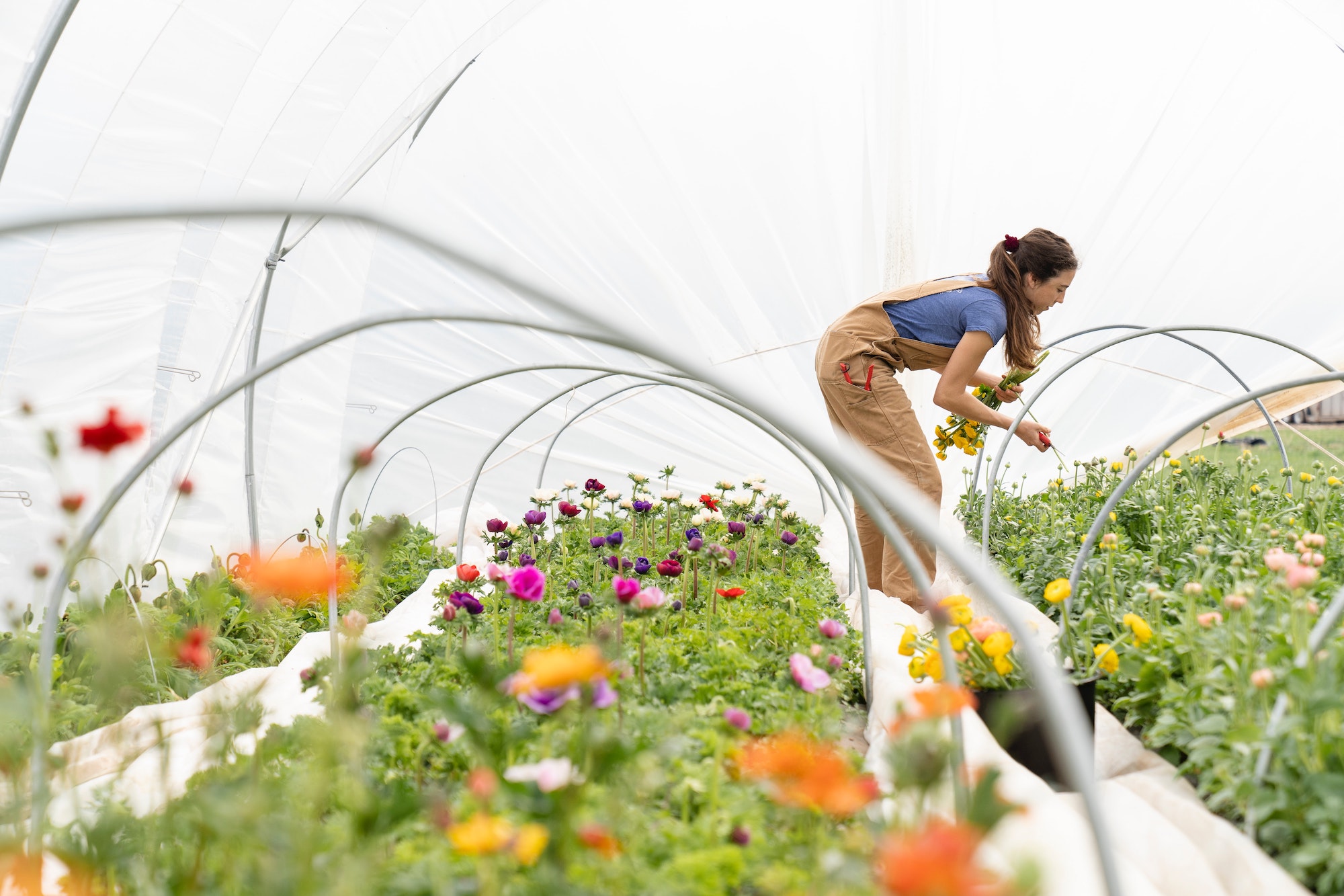 woman leaning over flowers in garden