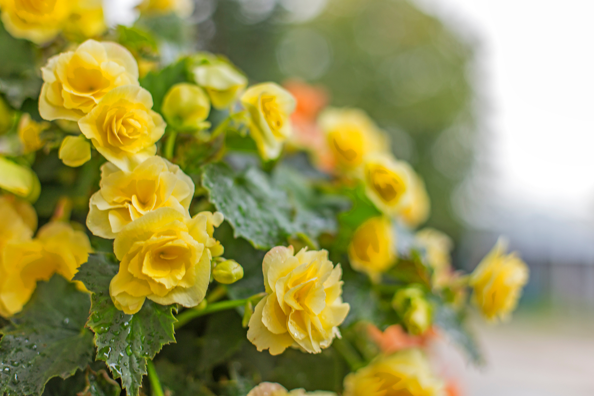 Watering Your Begonias for Beautiful Blooms | HappySprout