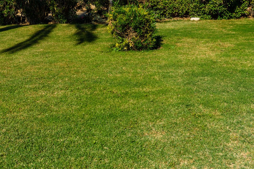 yellow patch on lawn