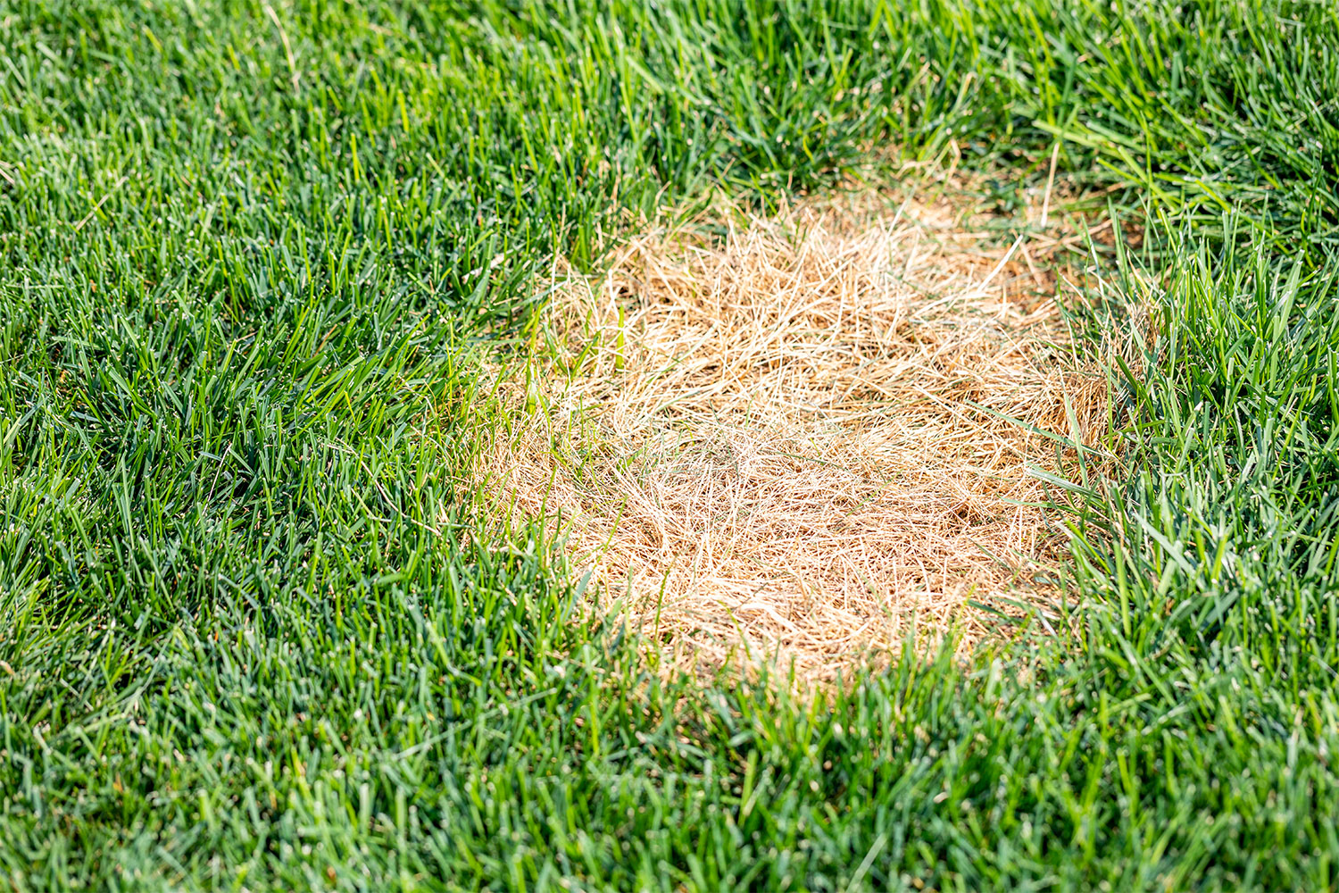  How to fix yellow spots in grass so your yard is the pride of the neighborhood once more