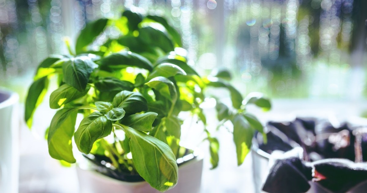 How to Get Rid of Basil Pests HappySprout