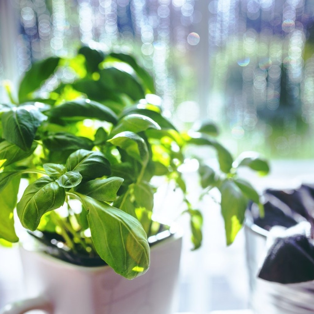 Small basil plant growing in a coffee mug