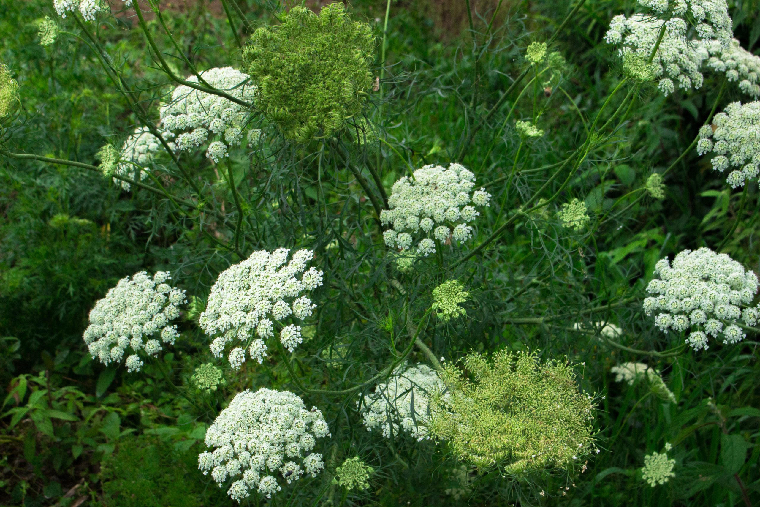 carrot flowers in a garden
