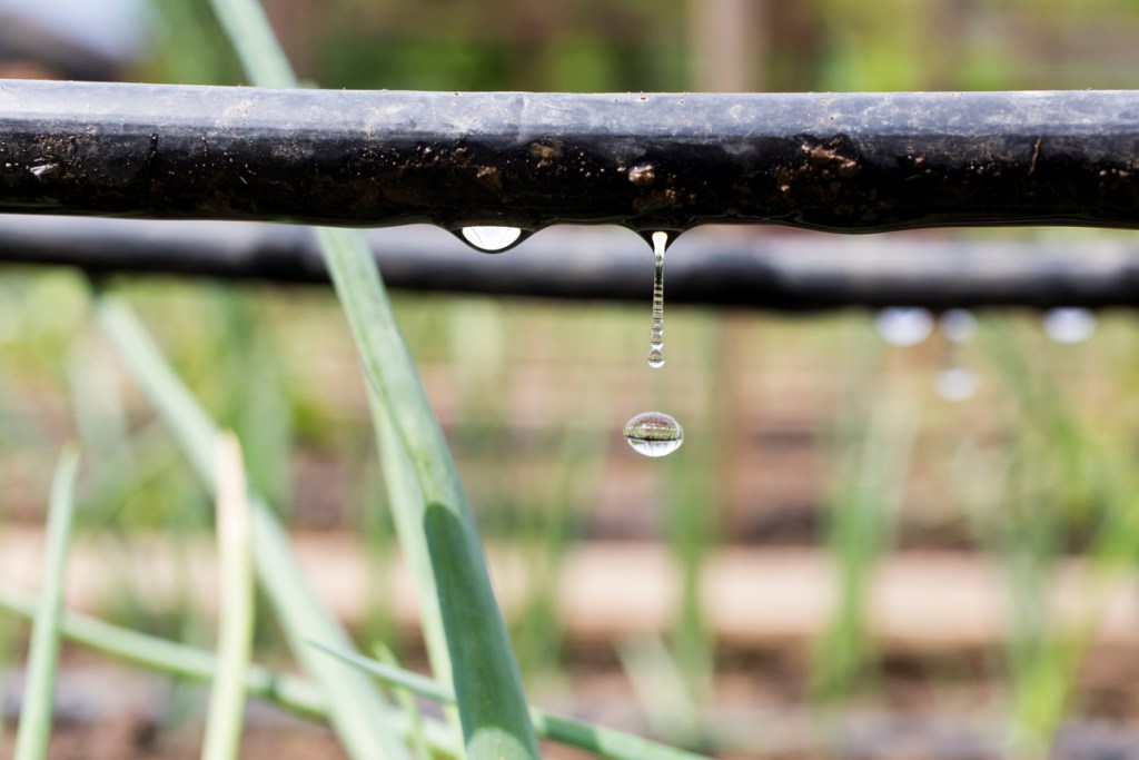 Small black tubes running parallel to the ground, dripping water