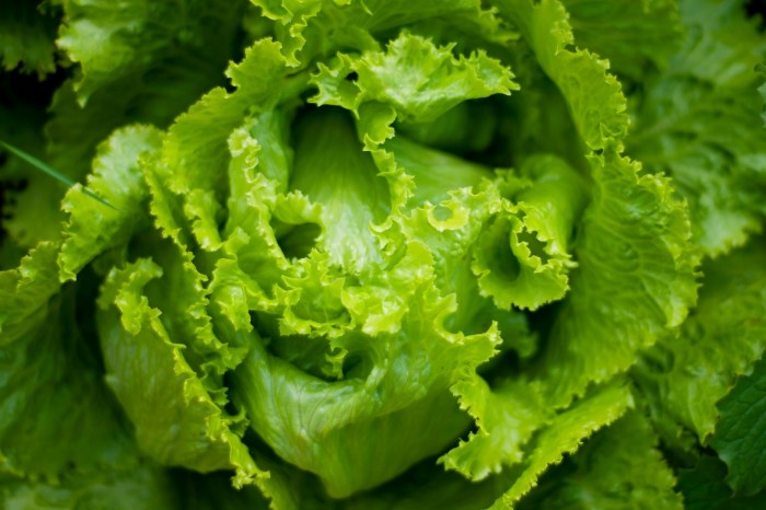 Head of green lettuce