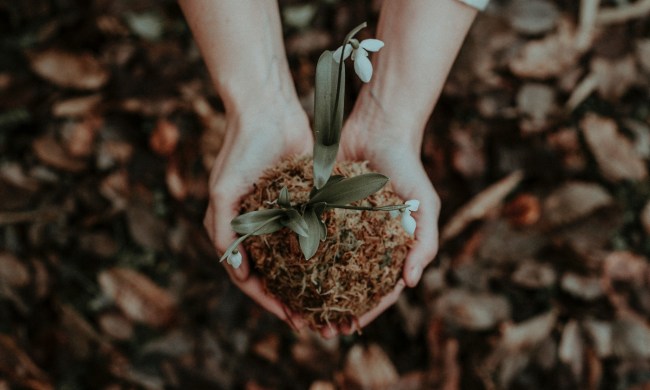 Person with small plant in hands