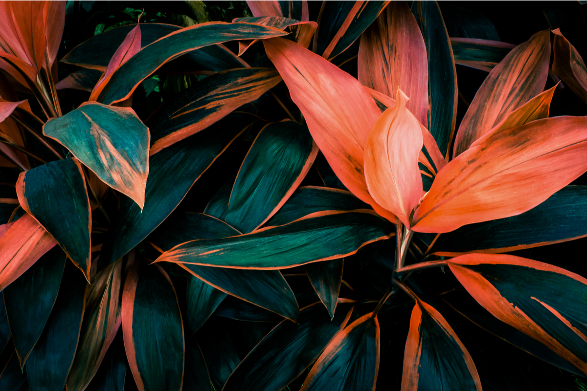 Leaves of the cordyline fruticosa plant