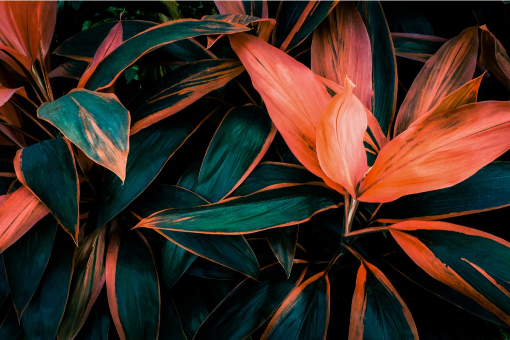 Red and dark green cordyline