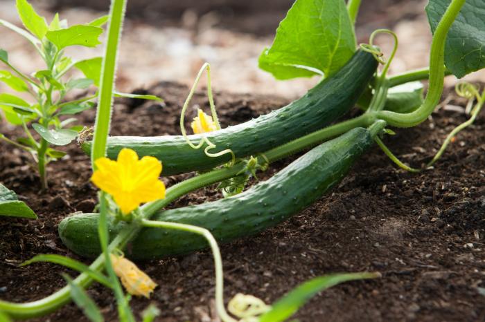 Two cucumbers growing from a vine on the ground, with a yellow flower in front