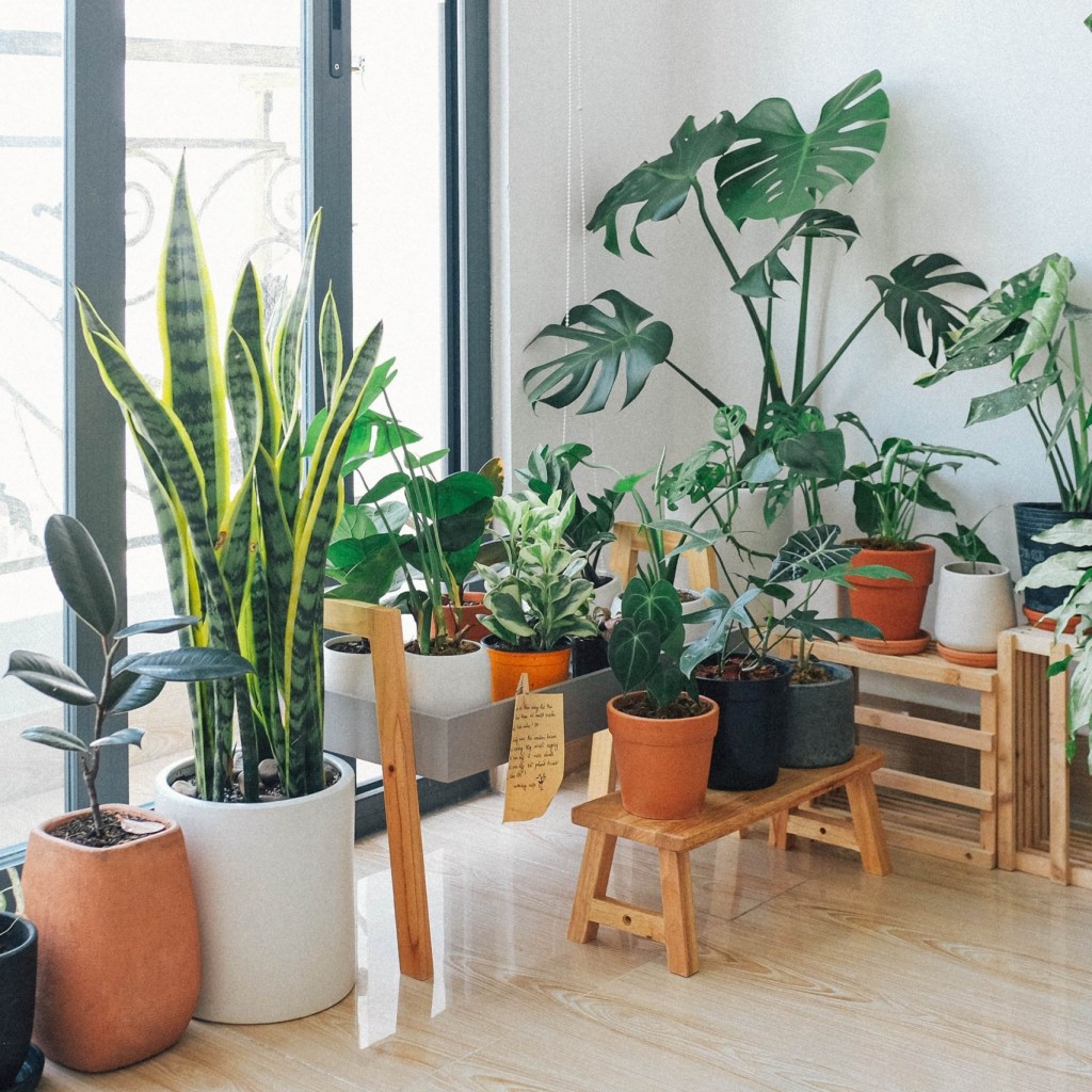 Collection of indoor plants