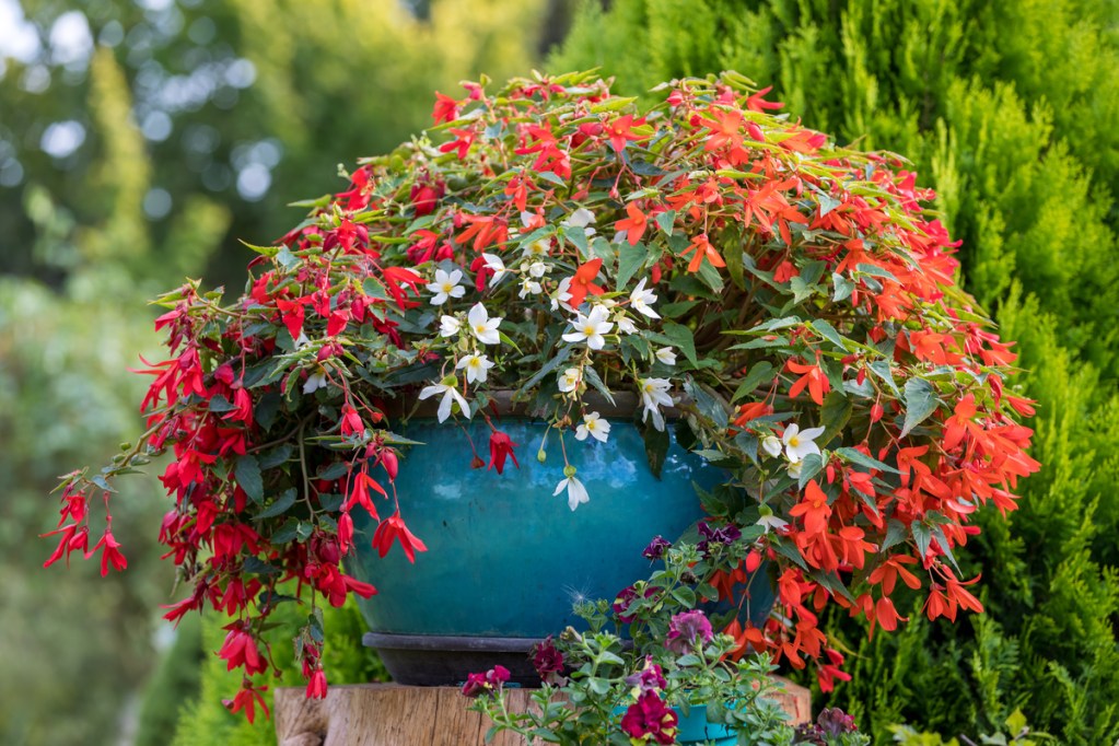 Vase of flowering begonias