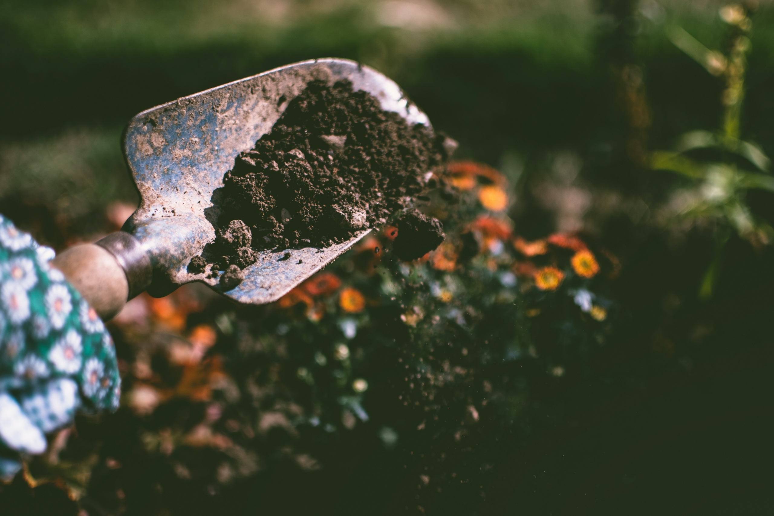 Garden shovel with dirt