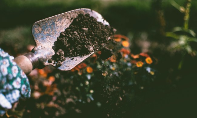 Garden shovel with dirt