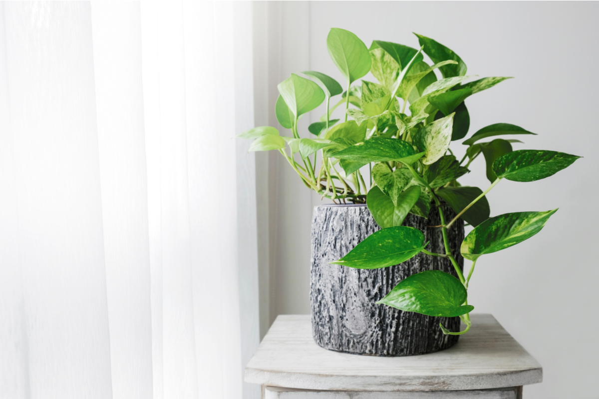 Potted golden pothos