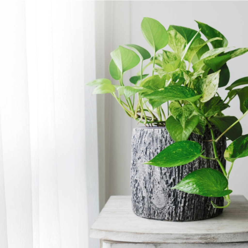 Potted golden pothos