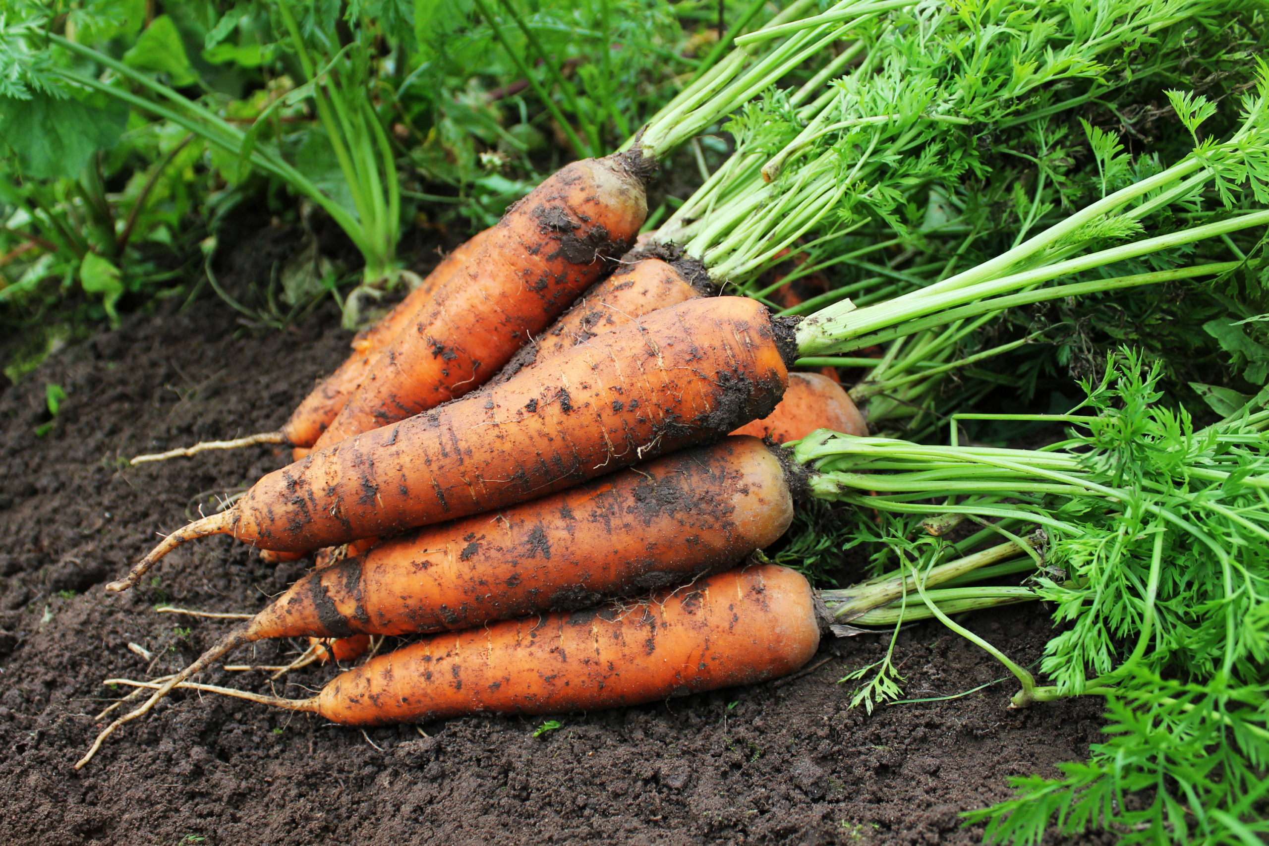 harvested carrots lying in garden