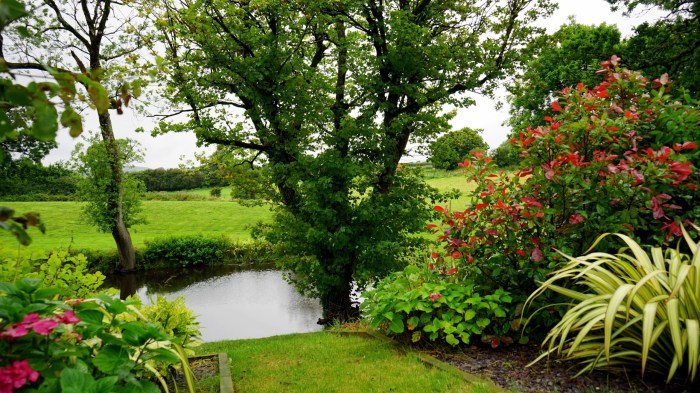 A fully grown tree with bushes and plants near a pond