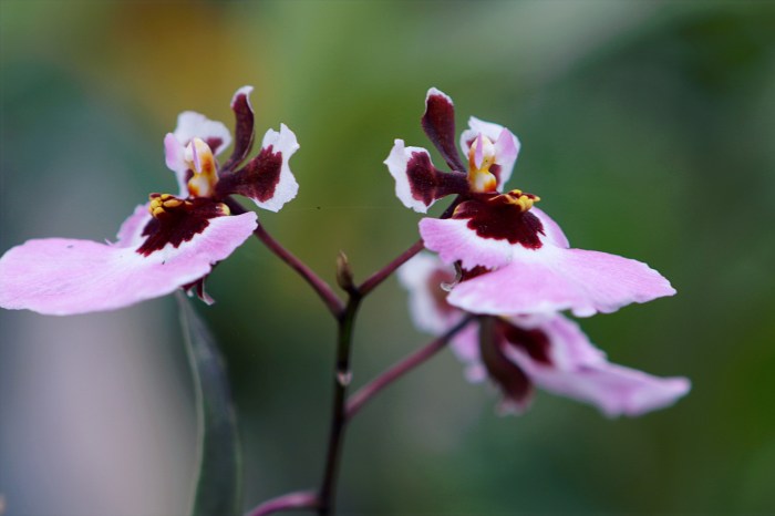 two orchids closeup