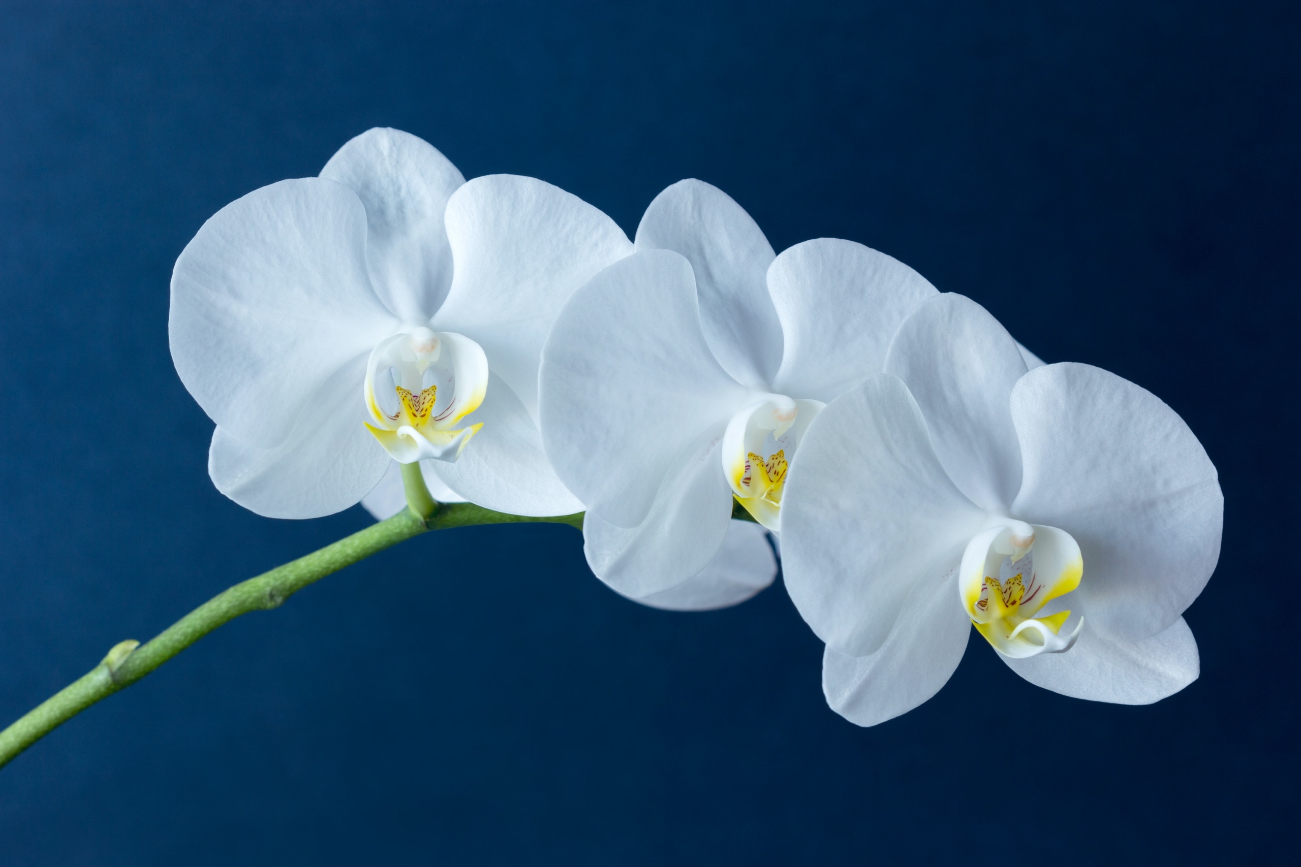 white moth orchids in bloom