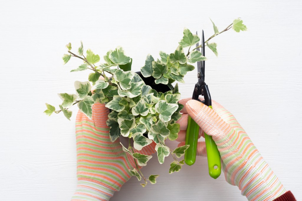 Gardener pruning their ivy