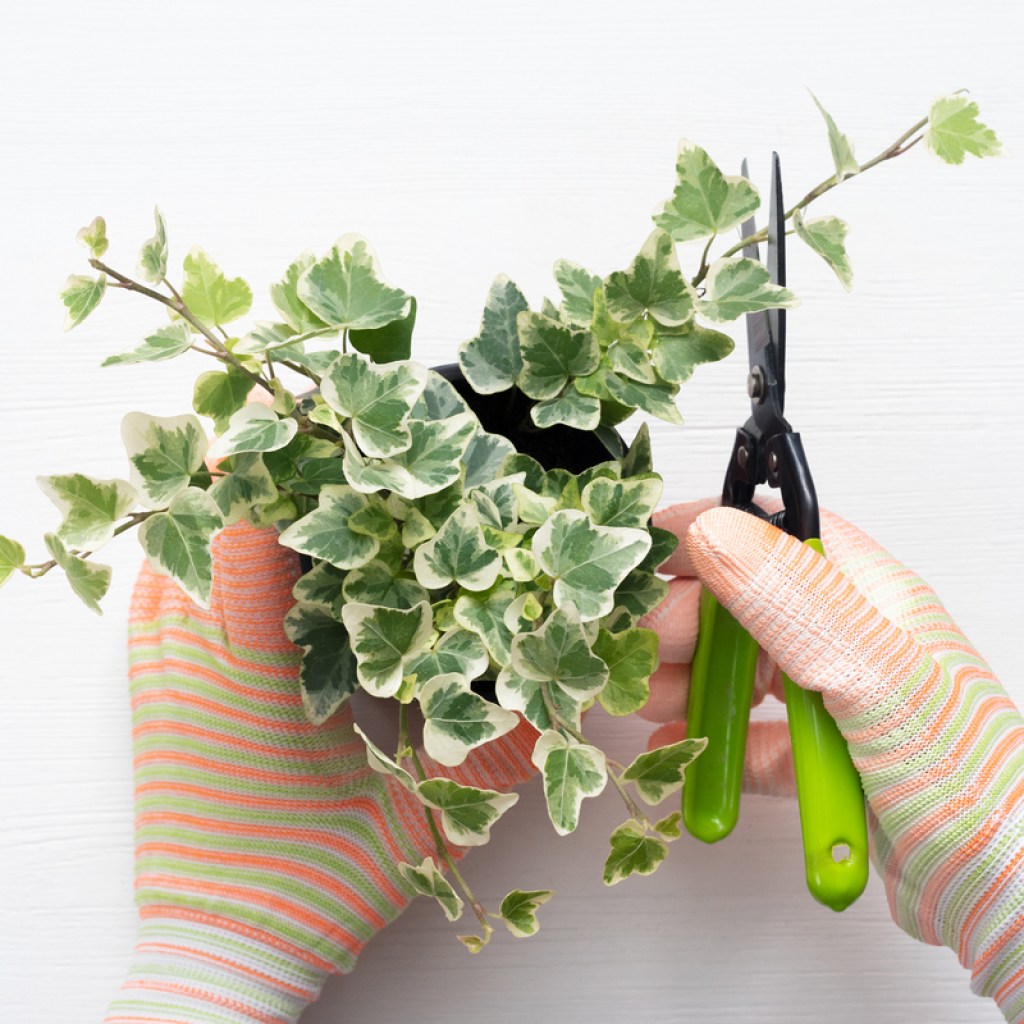 Gardener pruning their ivy