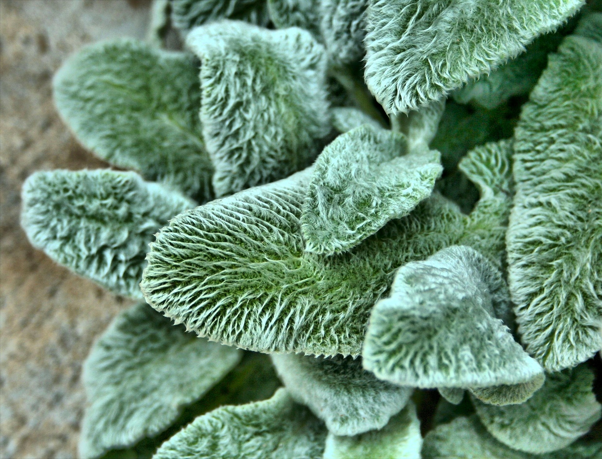 lambs ear