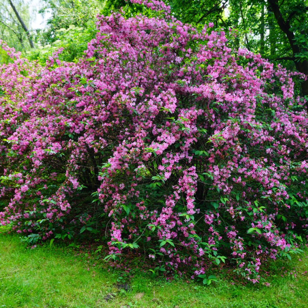 Weigela shrub with pink flowers