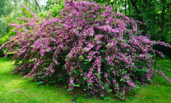 Weigela shrub with pink flowers