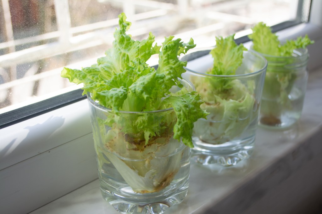 Lettuce scraps in small glasses with water, growing leaves, on a window sill
