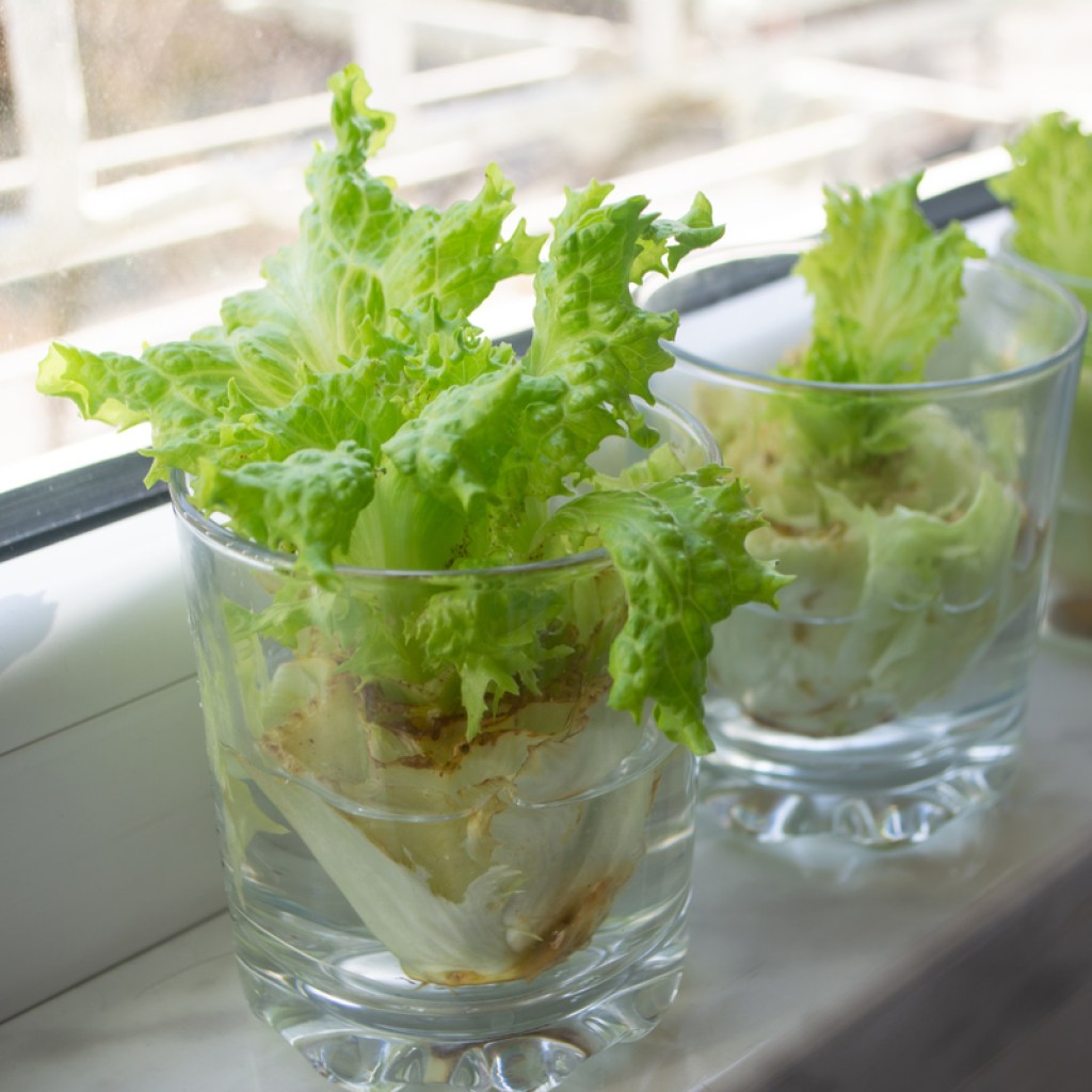 Lettuce scraps in small glasses with water, growing leaves, on a window sill