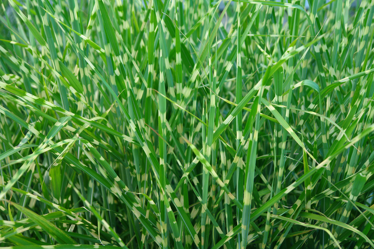 Green grass with small, horizontal, yellow stripes