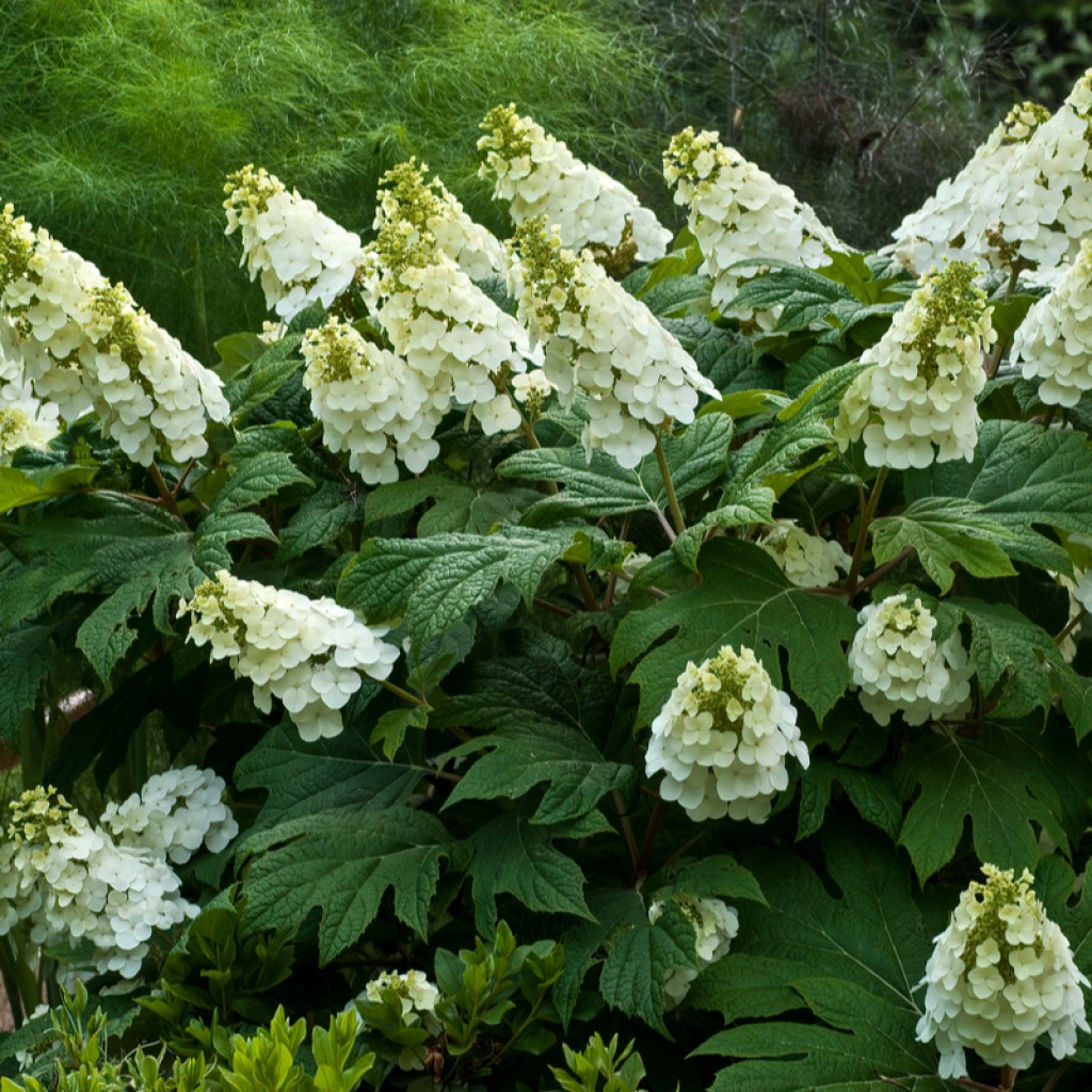 Oakleaf hydrangea in bloom