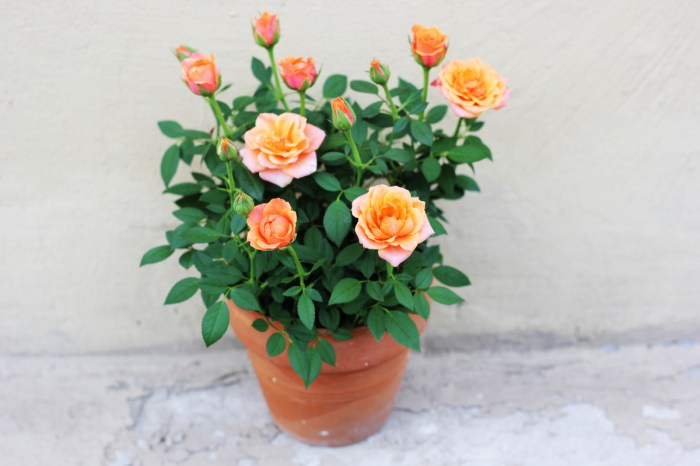 Several orange miniature roses in a large pot