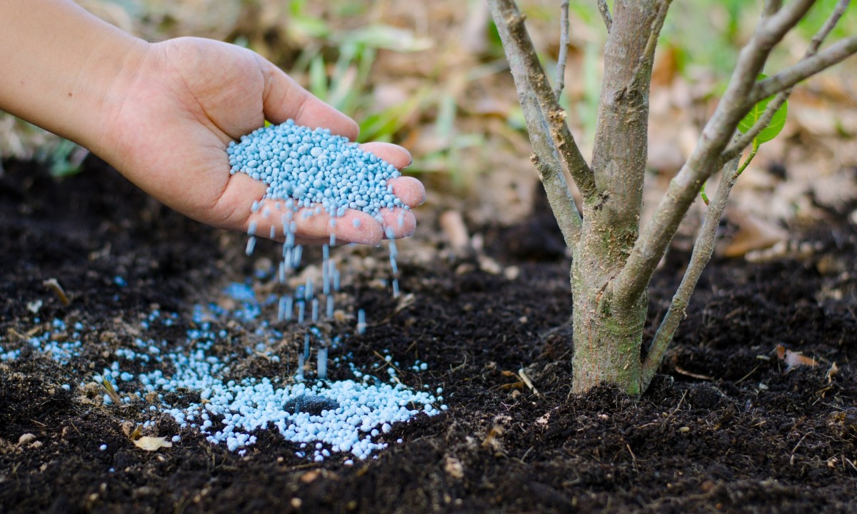 person-fertilizing-plant