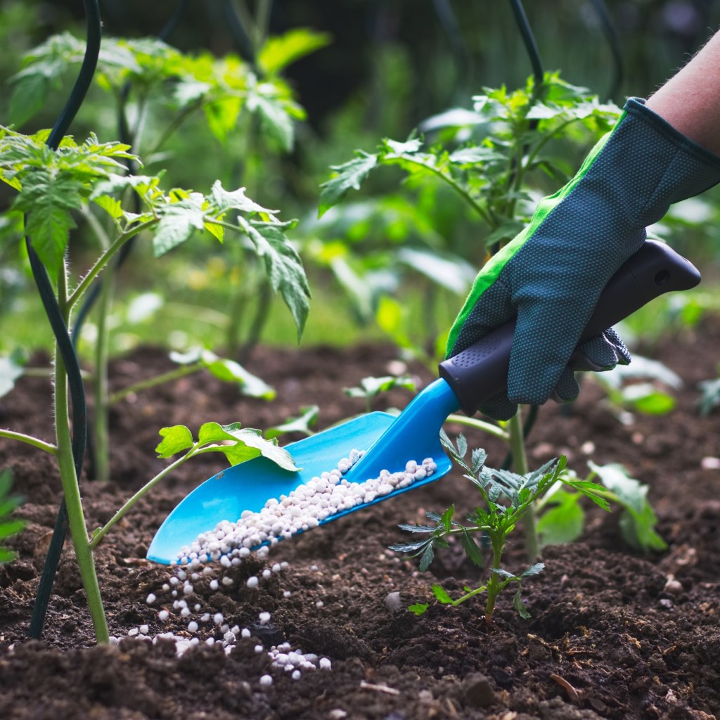 Person adding fertilizer to a garden