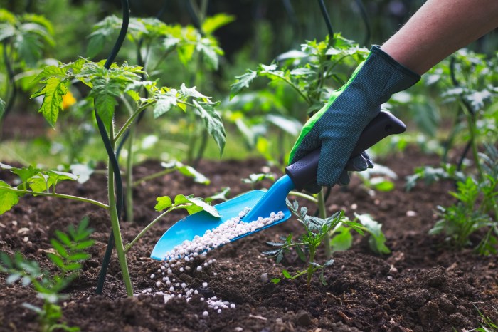 Person adding fertilizer to a garden
