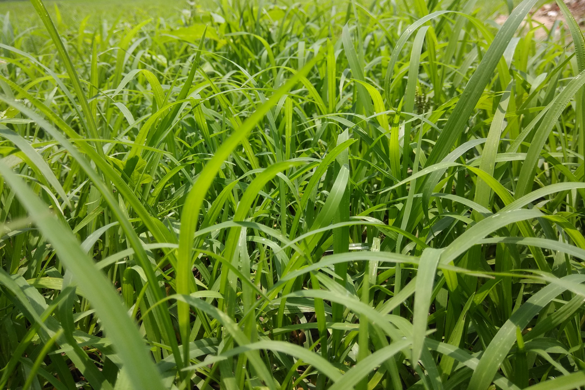 Close up of perennial ryegrass