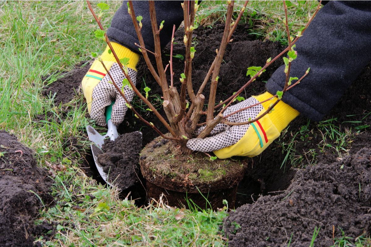 Person placing a small shrub into a hole in the ground