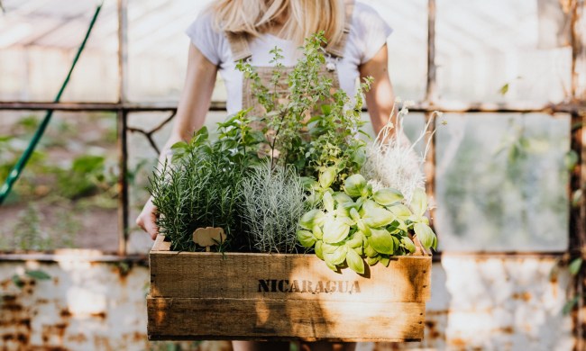 Woman holding collection of plants