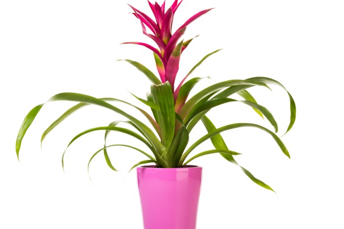 A potted bromeliad with a pink bloom