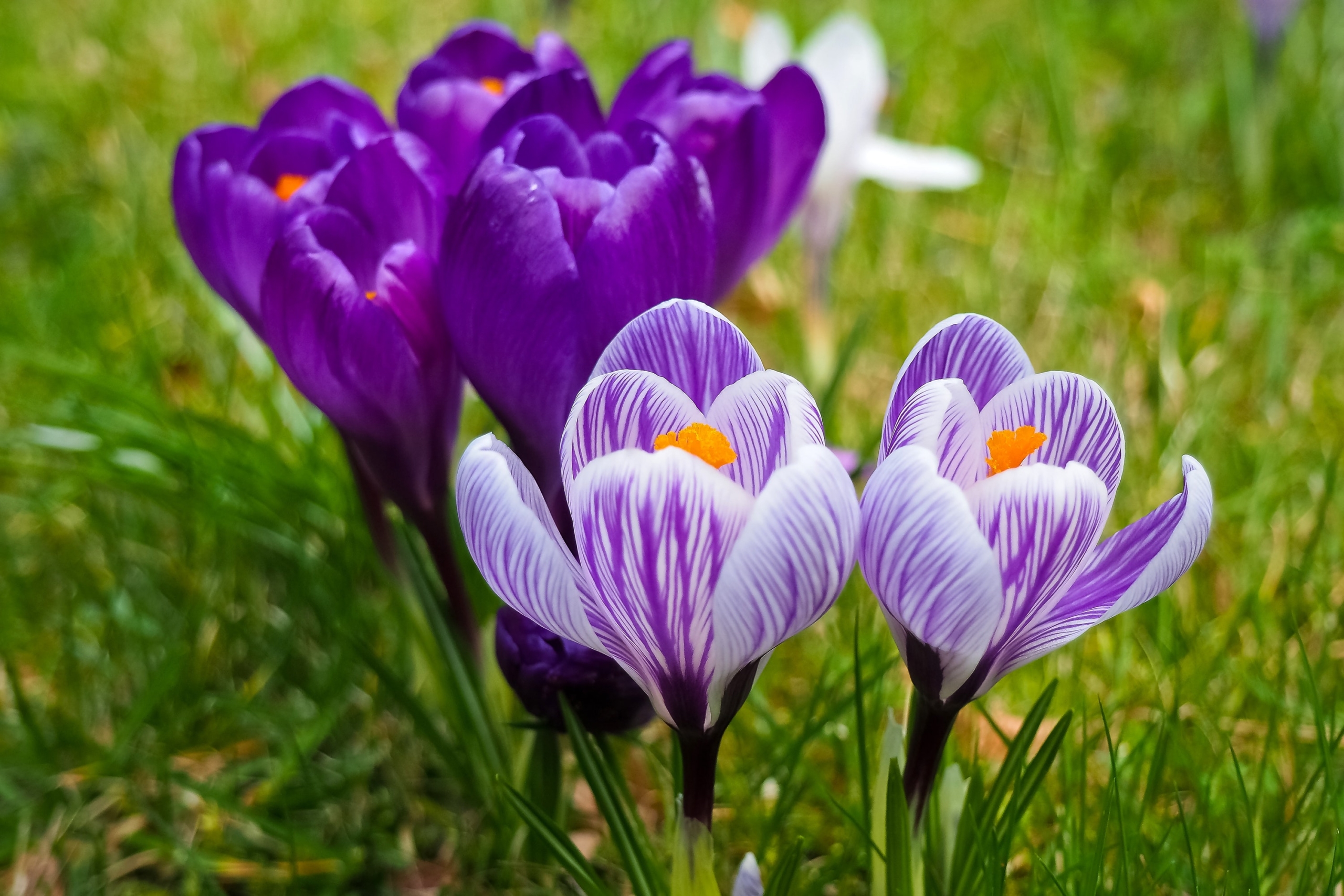 These 5 Outdoor Plants Bloom Early to Signal Spring Has Arrived |  HappySprout