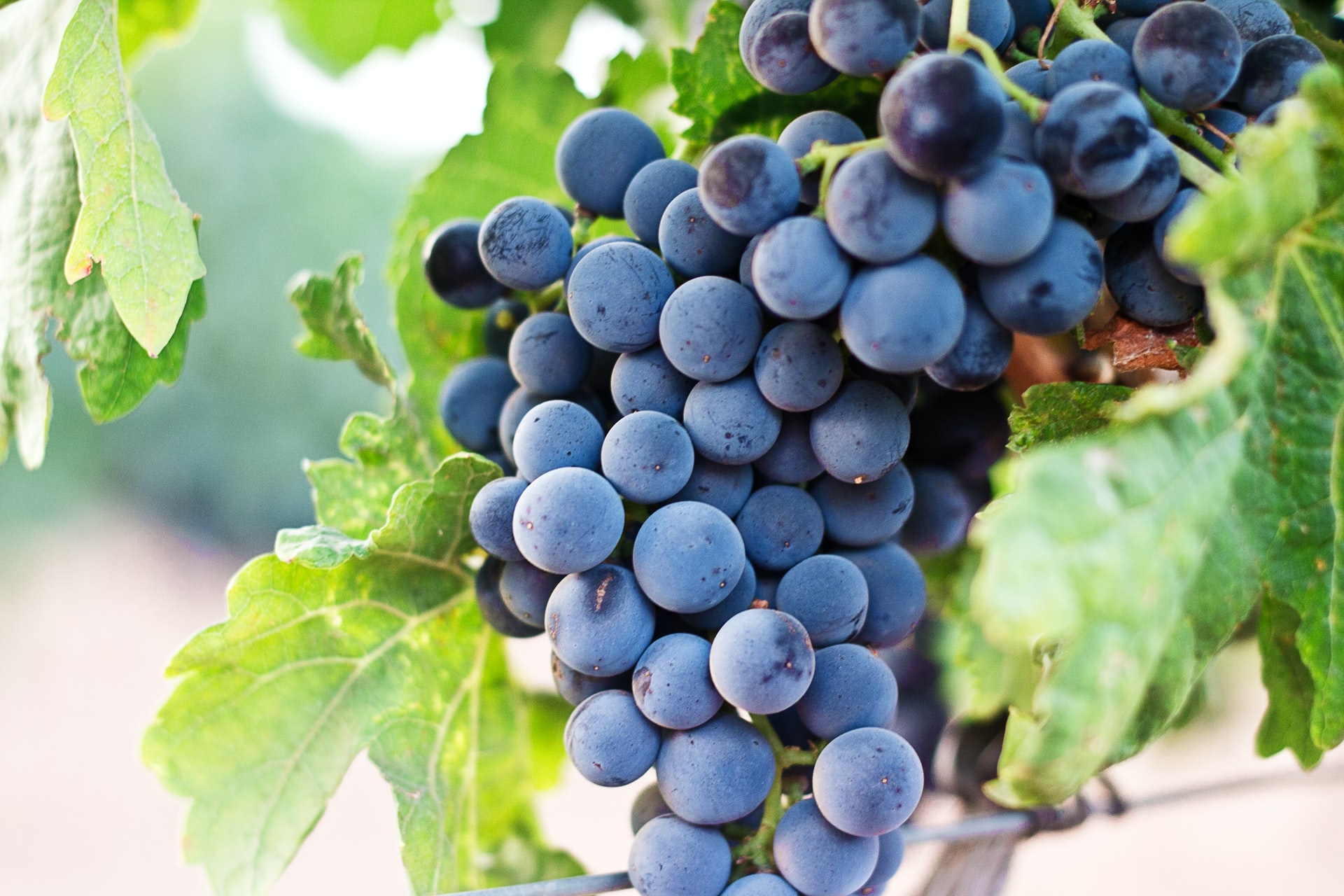 Purple grapes on a vine