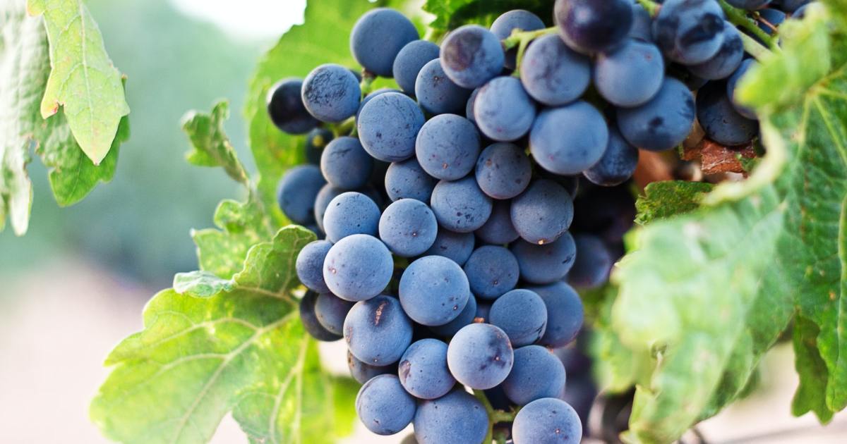 How to Store Grapes Properly So They Last Longer