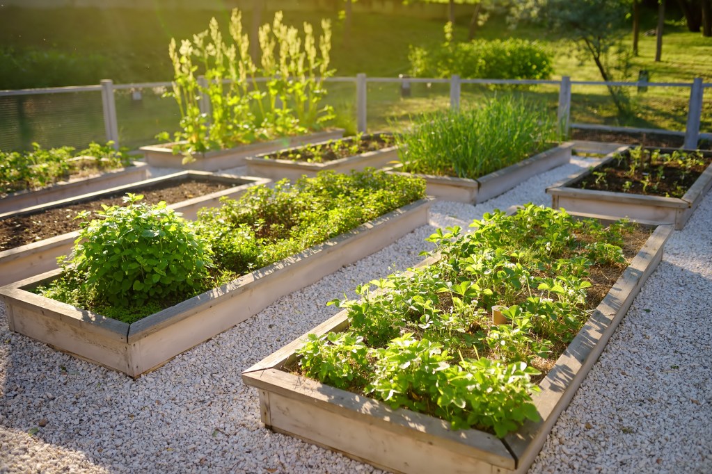 Raised garden beds