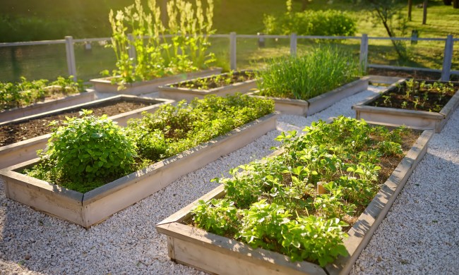Raised garden beds