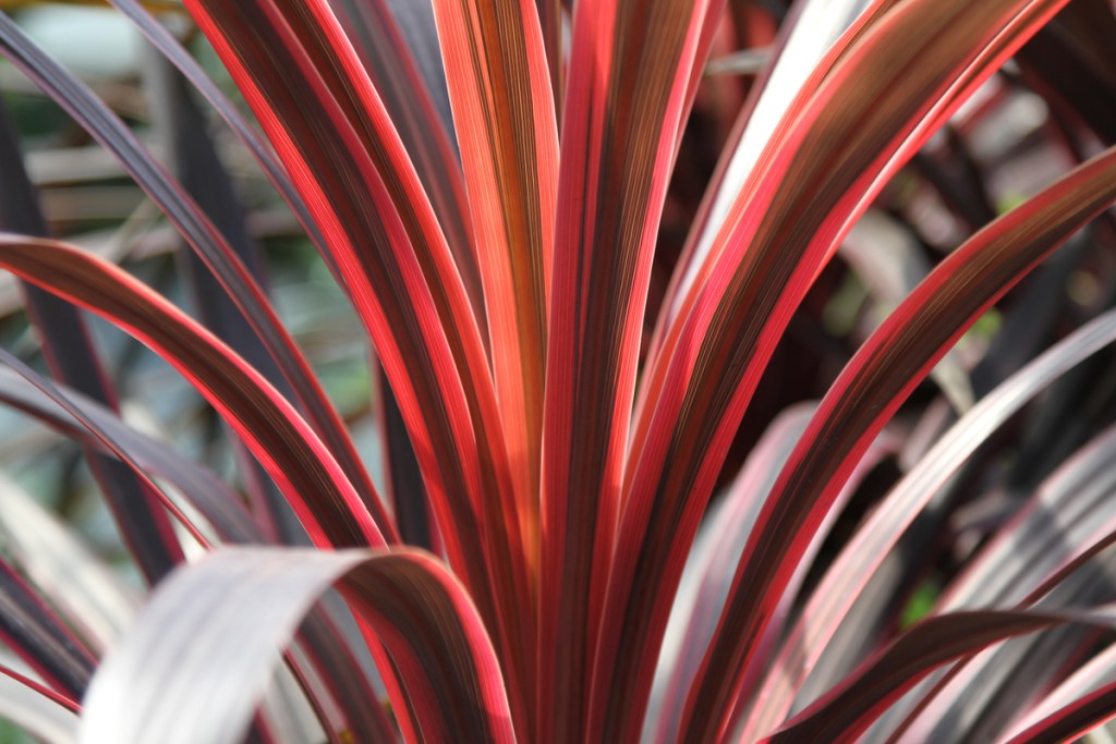 A close-up of red cordyline leaves